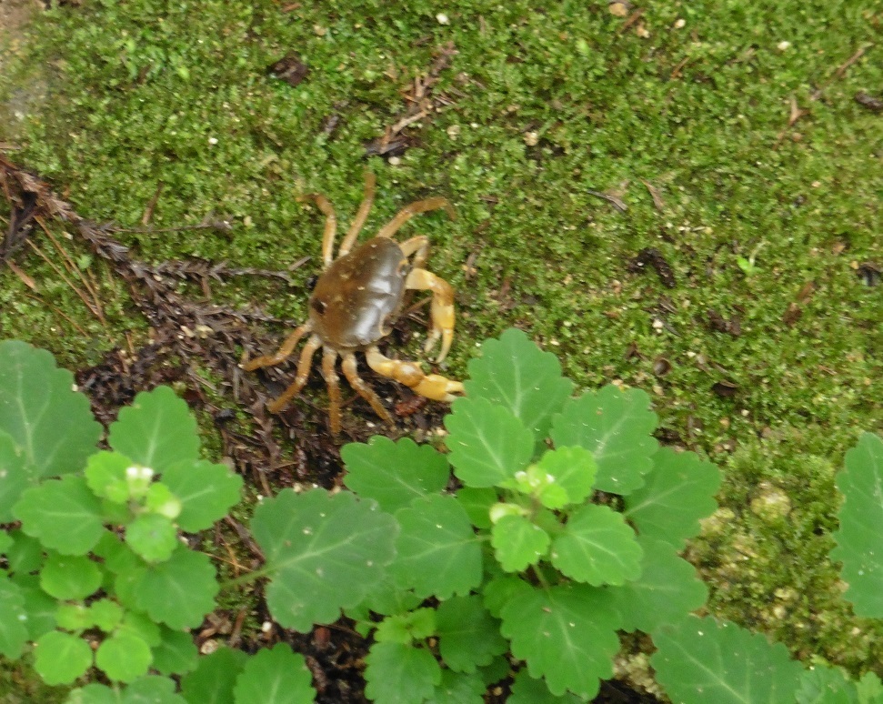 山の中を歩き回る小さなカニ