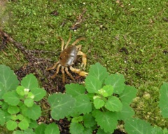 山の中を歩き回る小さなカニ