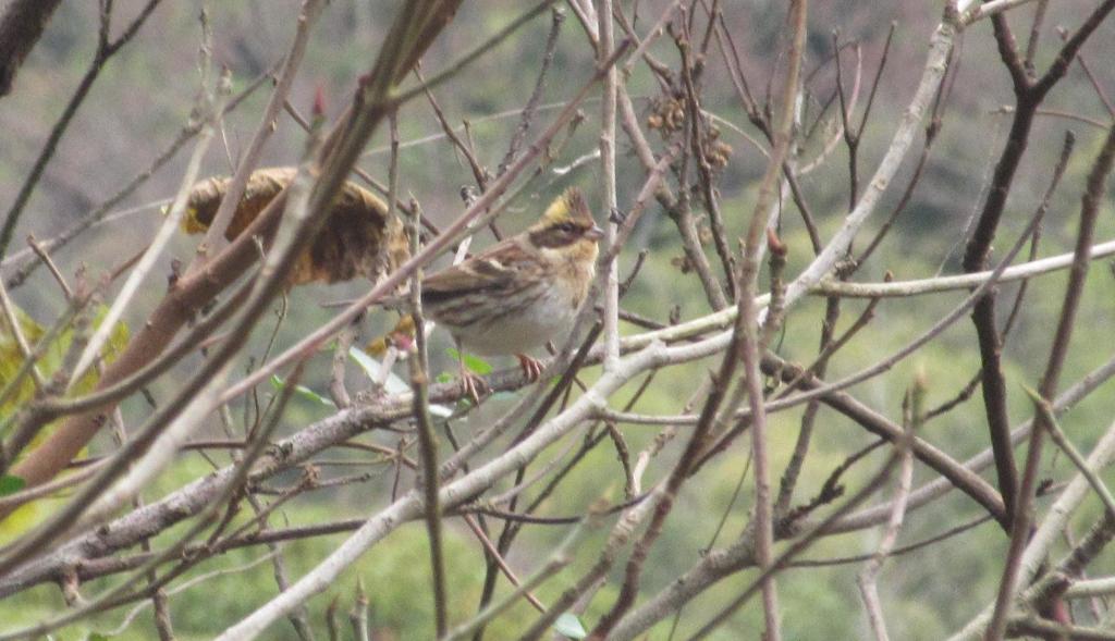 枝の上のミヤマホオジロ