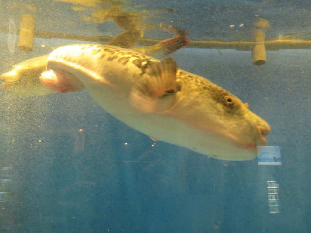 水槽の中の魚③