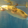 水槽の中の魚③