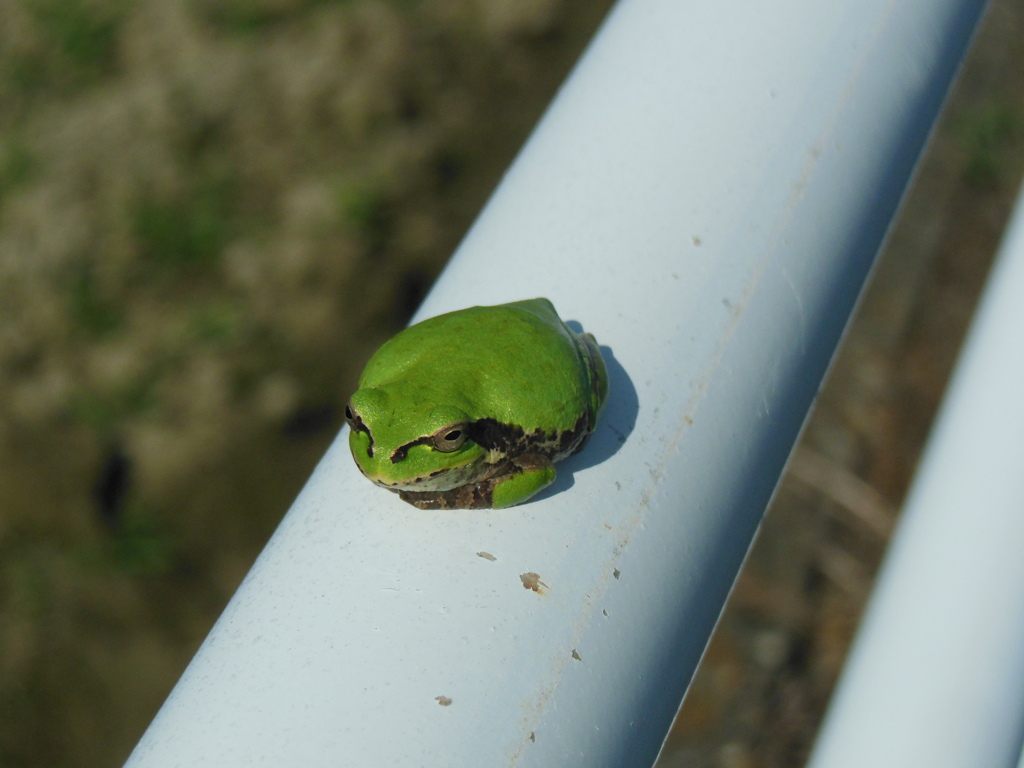 田舎で見つけたカエル