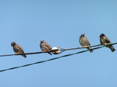 ４匹のムクドリ