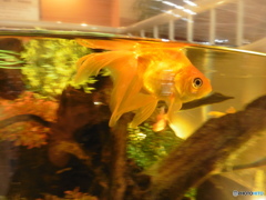 水槽の中の金魚②