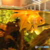 水槽の中の金魚②