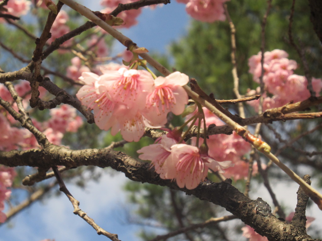 福岡市内の桜の開花②