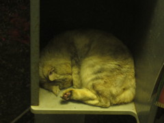 公衆電話ボックスの中で寝てる猫ちゃん