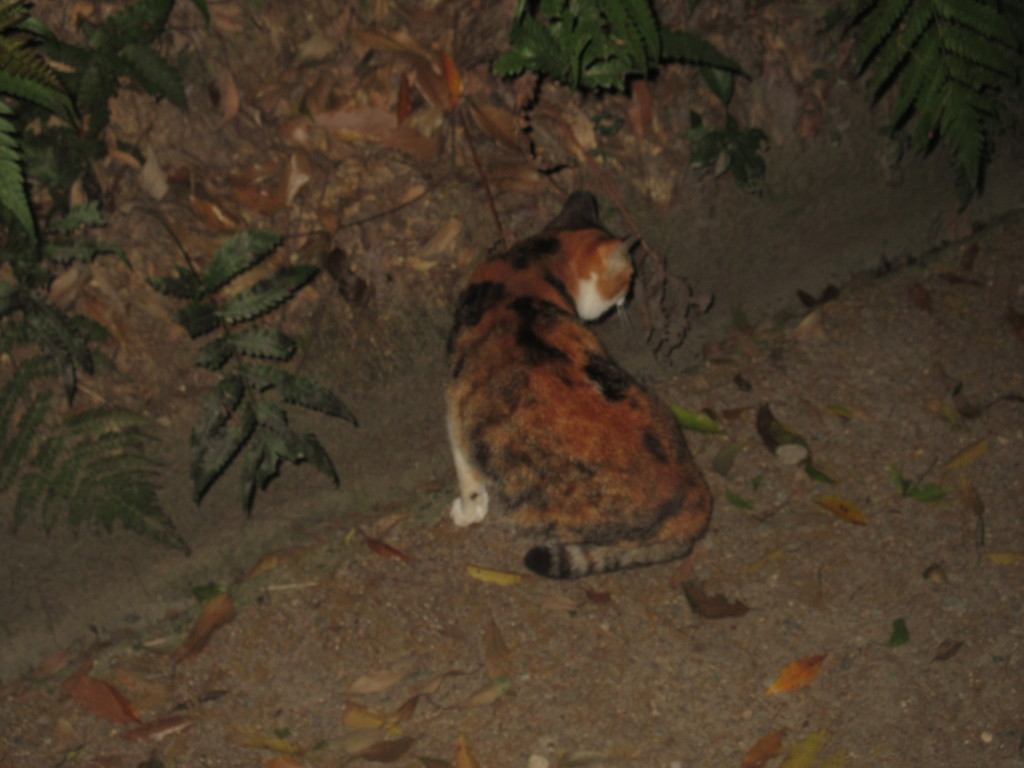 夜の参道に潜む猫ちゃん①