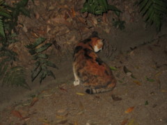 夜の参道に潜む猫ちゃん①