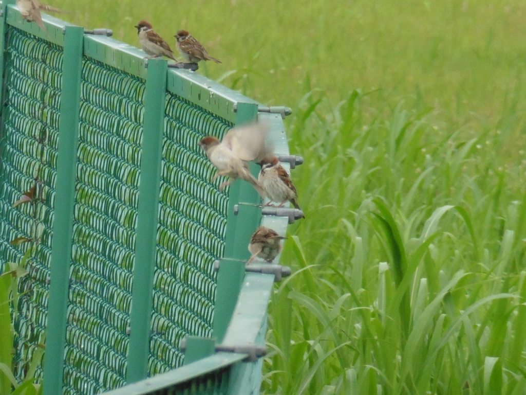 柵の上で群がるスズメ①