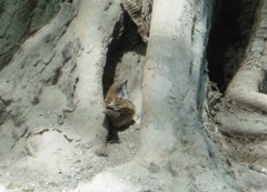 木の根元の隙間に入り込むスズメ