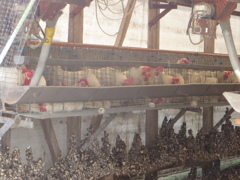 養鶏場の鶏と卵①