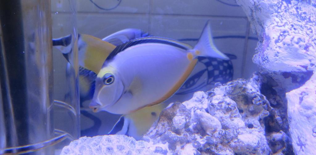 博多シティでの天空の水族館④
