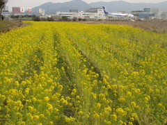 福岡空港R16付近の菜の花⑤