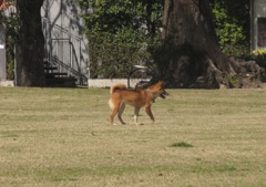 公園を走り回るワンちゃん