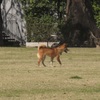 公園を走り回るワンちゃん
