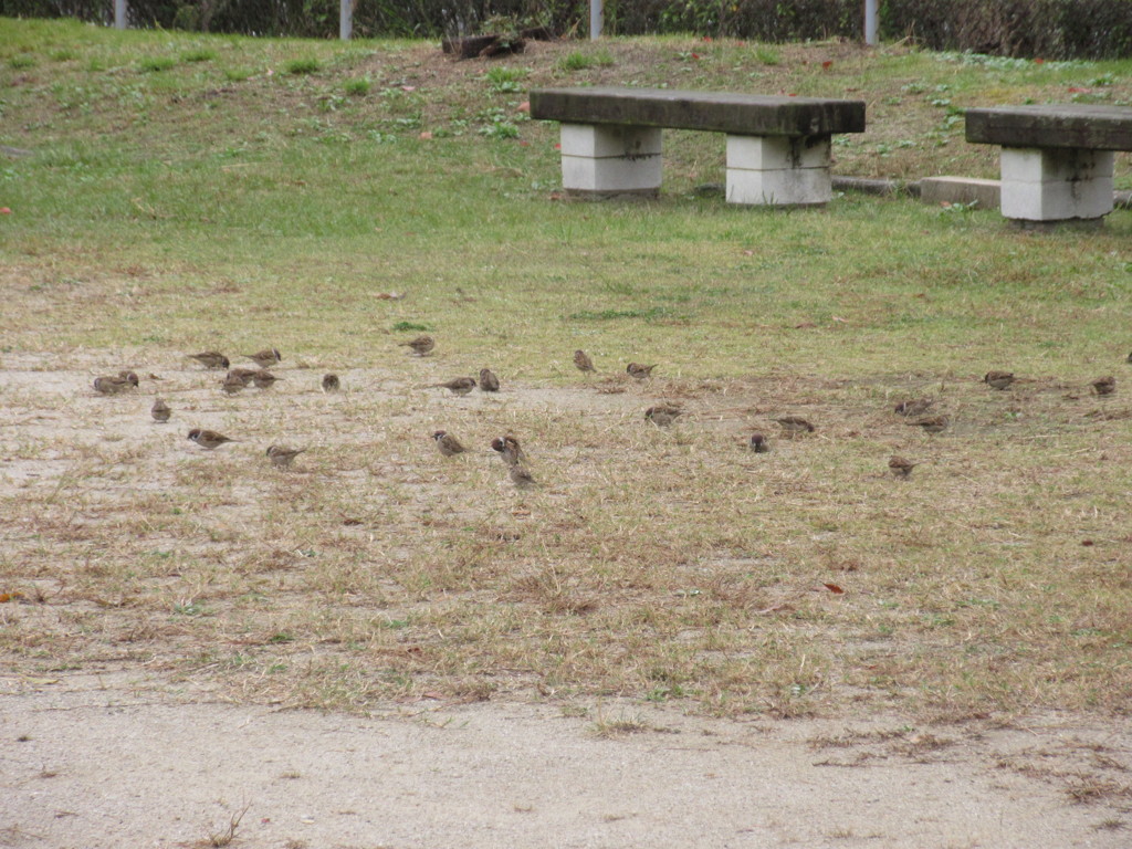 スズメの集団　３