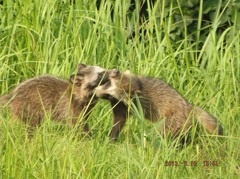 佐賀県基山山頂でアライグマの子供