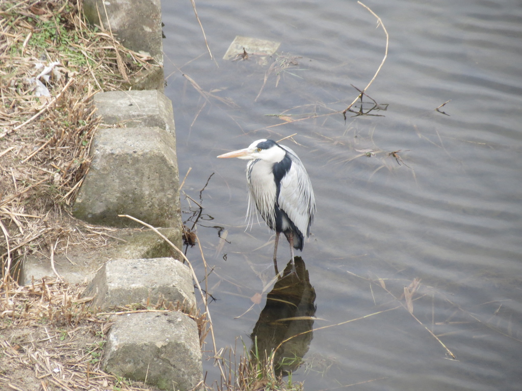 川にたたずむサギ