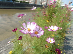 川沿いで見かけた花②