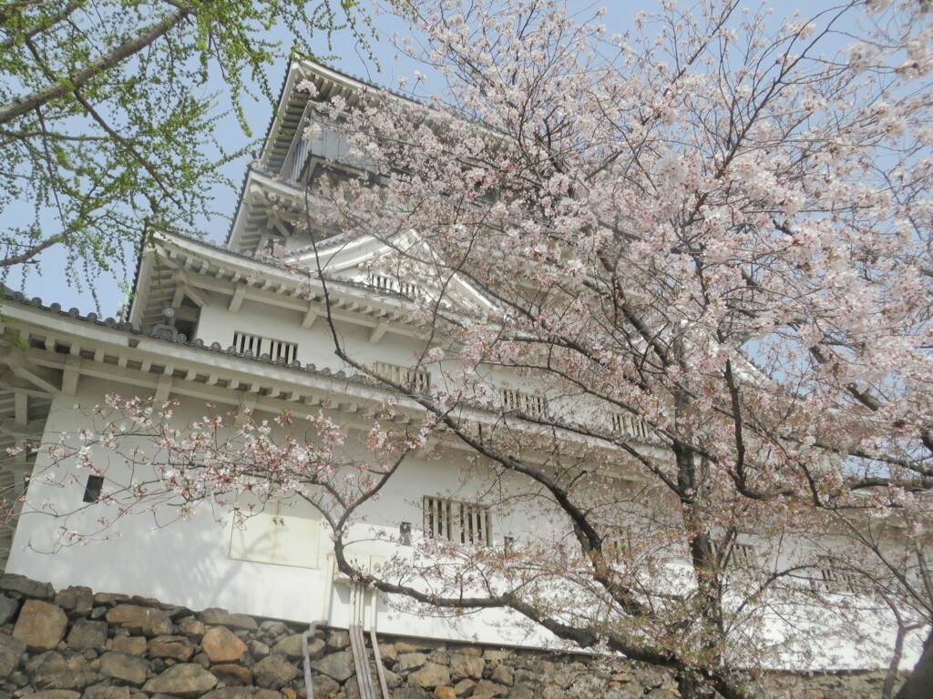 小倉城と桜　⑨