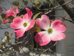 ハナミズキ　②