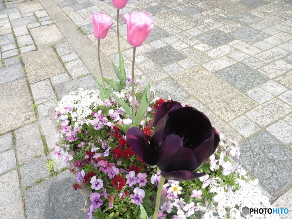紫のチューリップ