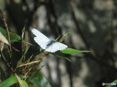 葉にとまる白い蝶