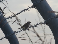 鉄柵の上のスズメ