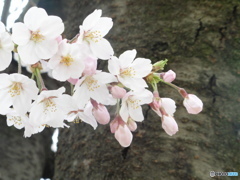 咲き誇る桜②