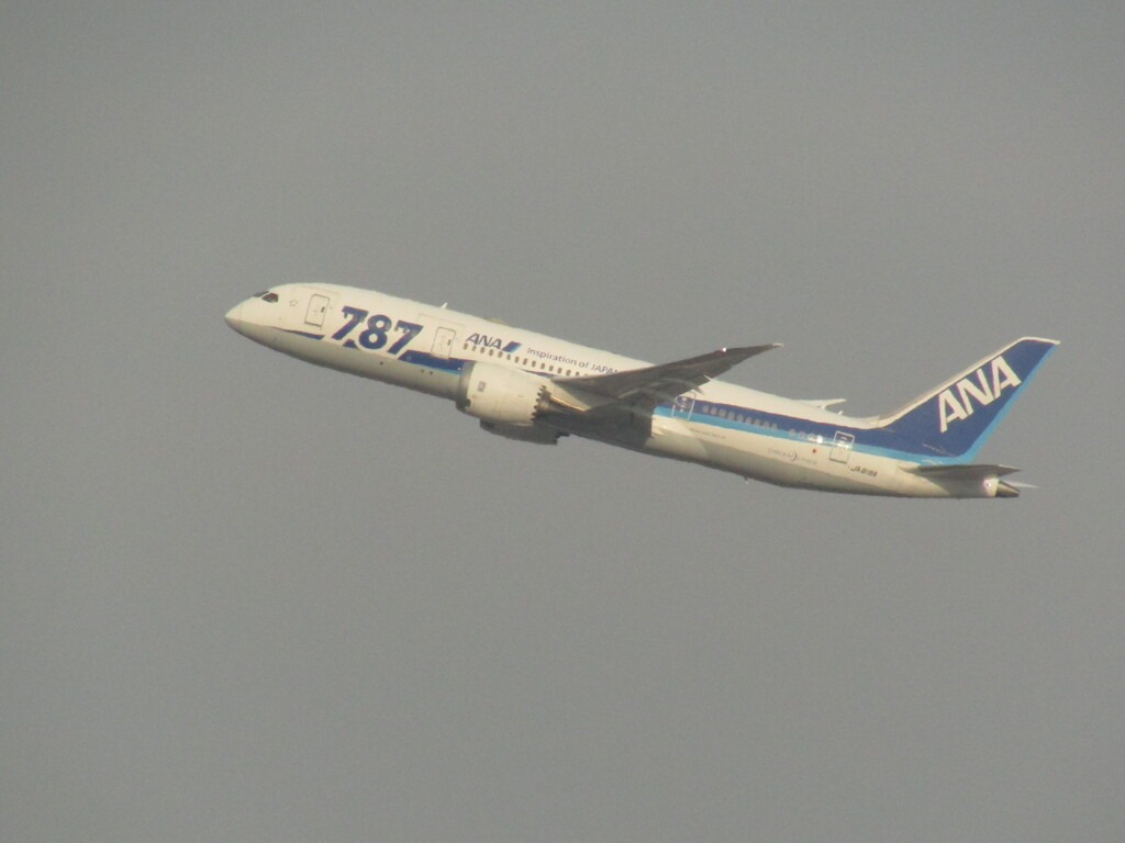 ANA  JA818A　ロゴラストフライト