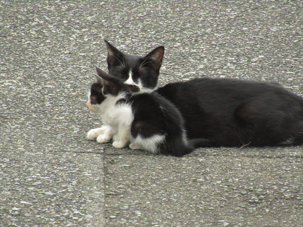 親子でたわむれる猫たち　①