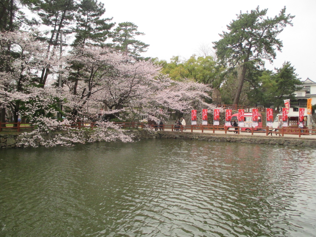 小倉城公園の桜　①