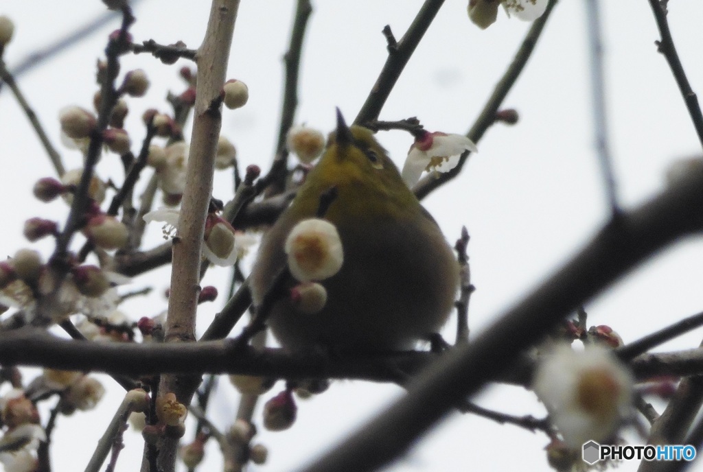 メジロと桜②