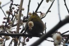 メジロと桜②