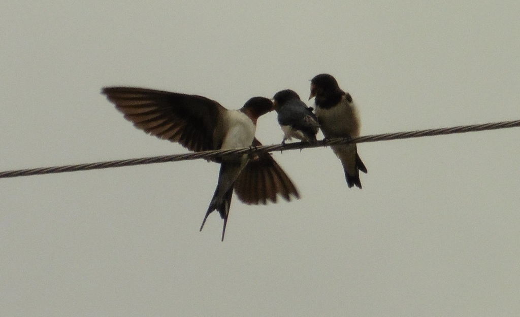 ツバメの餌やり②