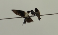 ツバメの餌やり②