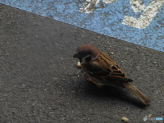 餌をほおばるスズメ①