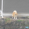 吠え出すワンちゃん