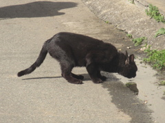 福岡の相島へ⑧