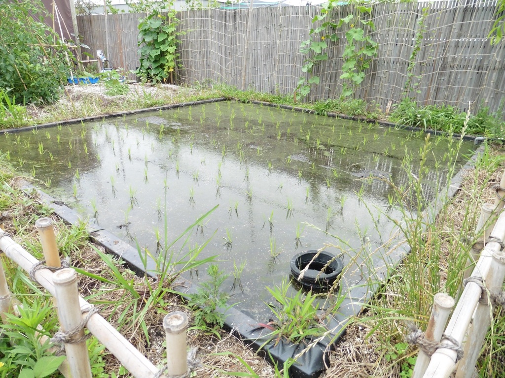 博多シティ屋上の菜園①