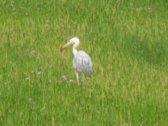 餌を求めて歩き回るサギ　③
