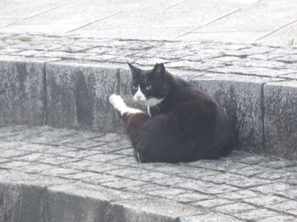 いろいろなポーズの猫ちゃん⑧