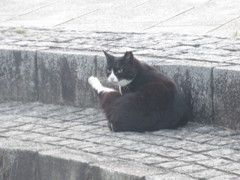 いろいろなポーズの猫ちゃん⑧