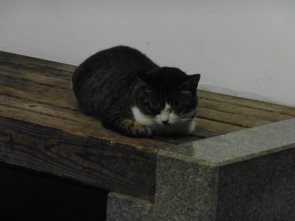 雨宿りしてぐっすり寝ているネコちゃん