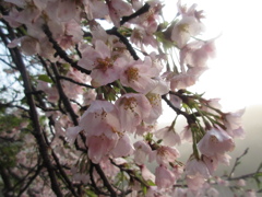 山頂の桜②
