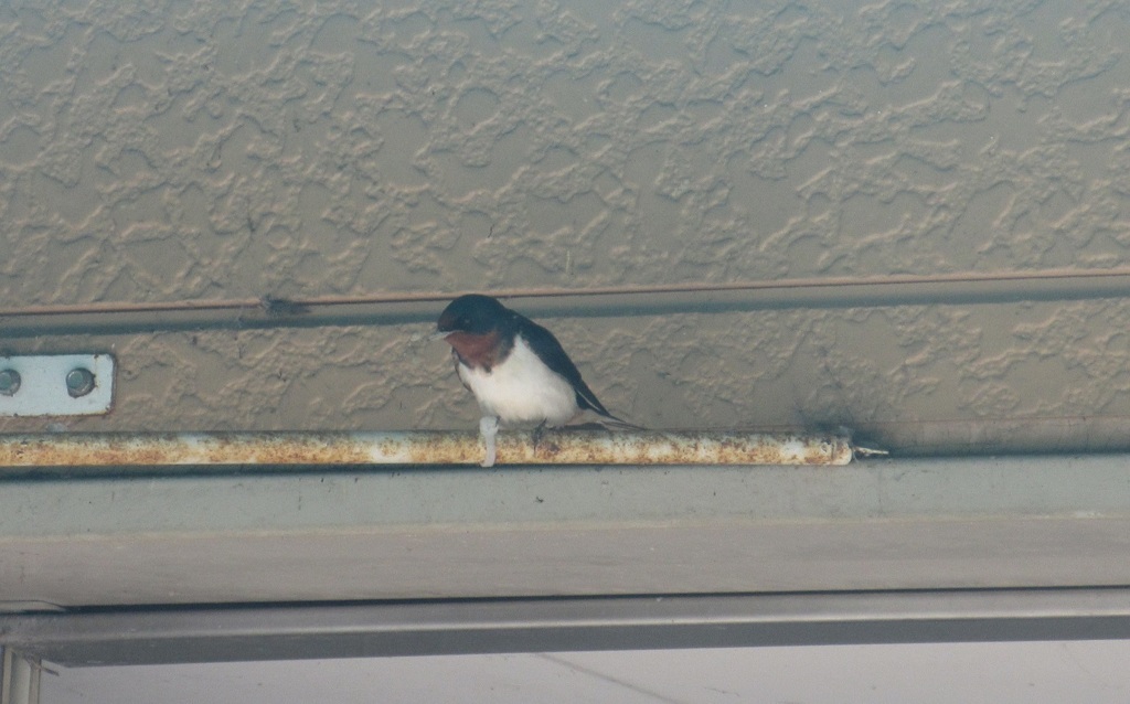 軒下にとまるツバメ