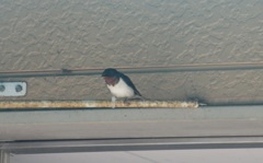 軒下にとまるツバメ