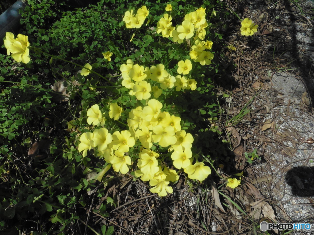 咲き誇る黄色い花①