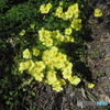 咲き誇る黄色い花①